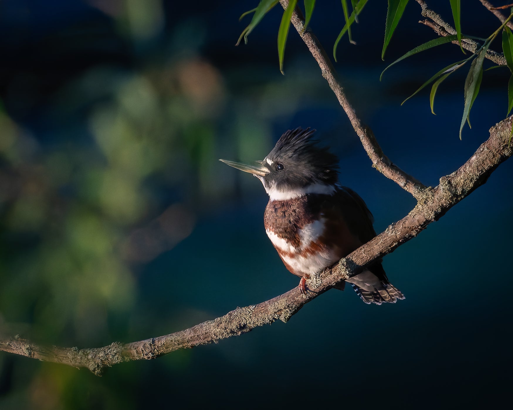 Wildlife photography: Kingfisher One, highlighting authenticity and vividness.