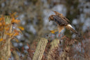 Landing captured in stunning detail, showcasing nature's beauty.