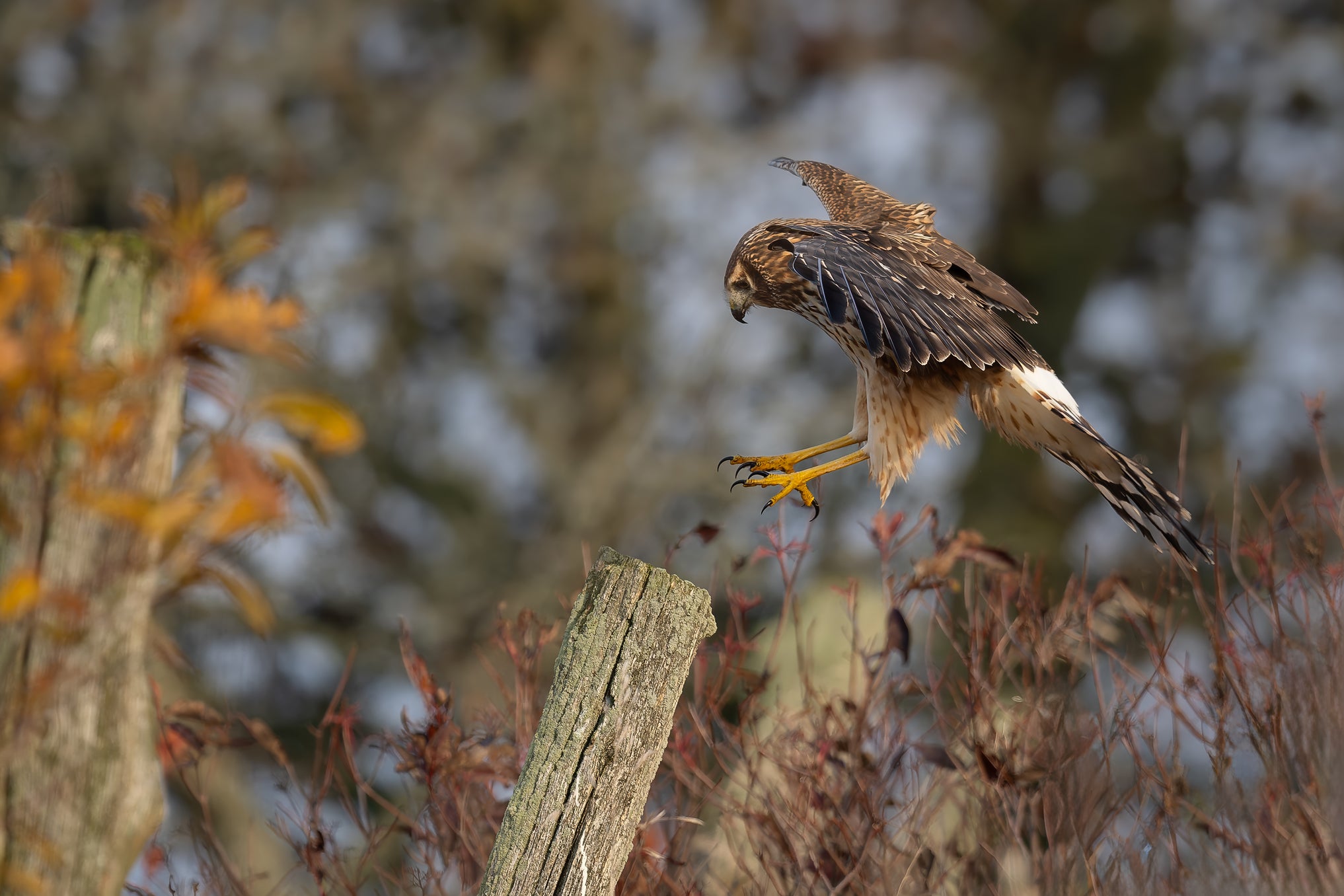 Landing captured in stunning detail, showcasing nature's beauty.