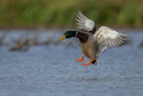 Mallard Drake on approach captured in stunning detail, showcasing nature's beauty.