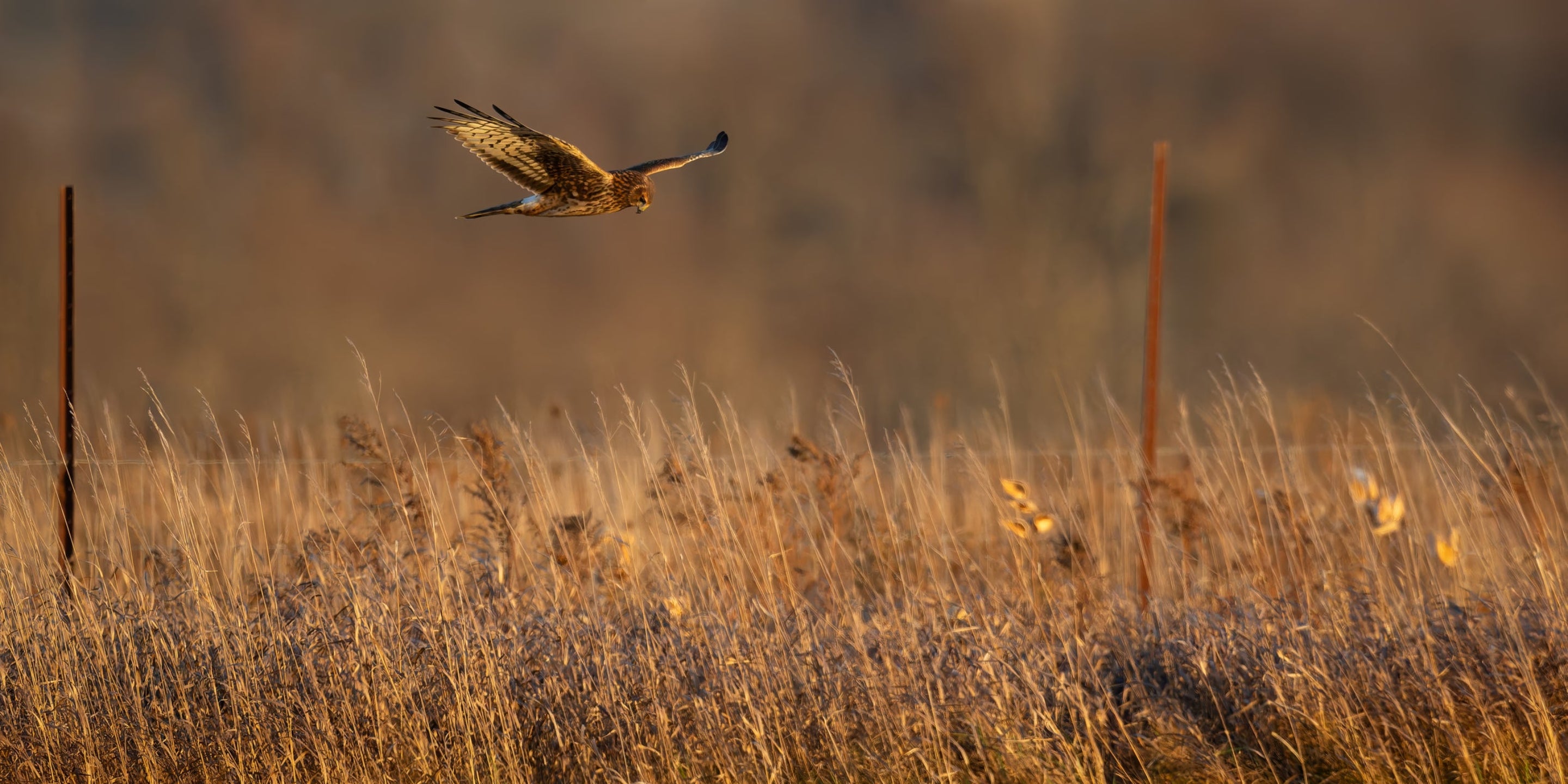 Northern Harrier Hen hunting the fenceline captured in stunning detail, showcasing nature's beauty.