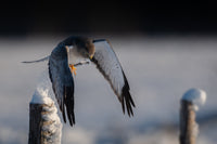 Northern Harrier Launch