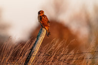 Northern Harrier Sunrise captured in stunning detail, showcasing nature's beauty.