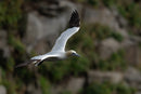 Northern Gannet captured in stunning detail, showcasing nature's beauty.