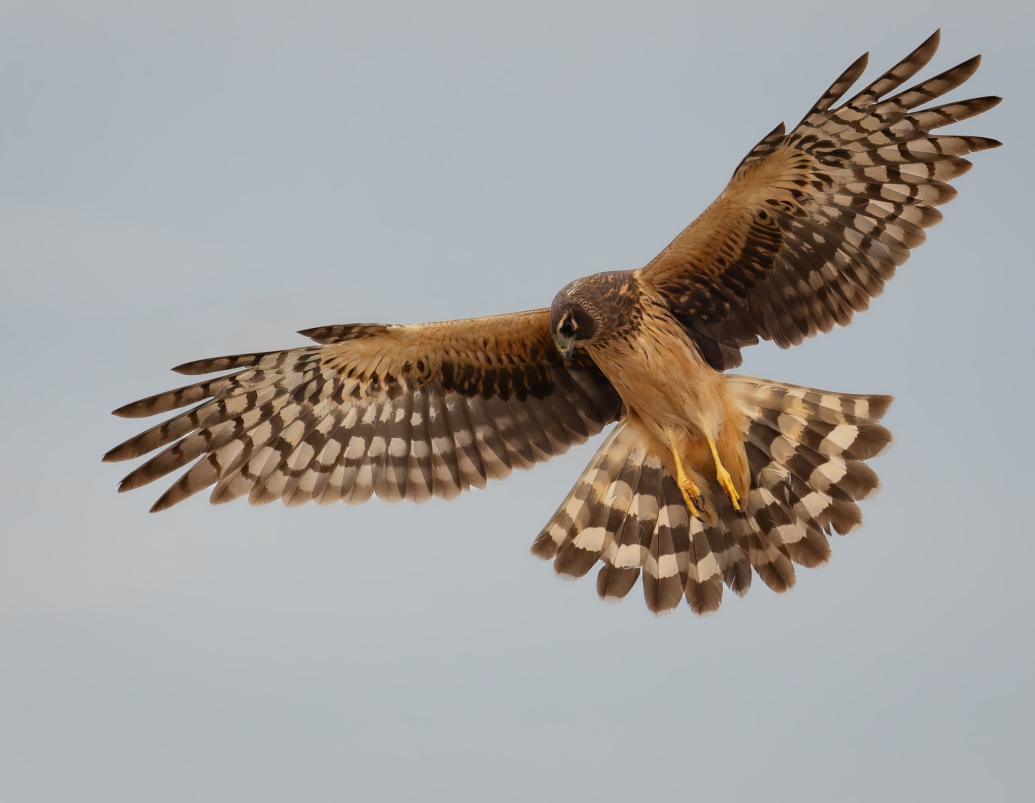 Wildlife photography: Northern Harrier Hen, highlighting authenticity and vividness.