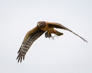 Wildlife photography: Northern Harrier with Prey, highlighting authenticity and vividness.