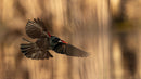 Red-winged Blackbird