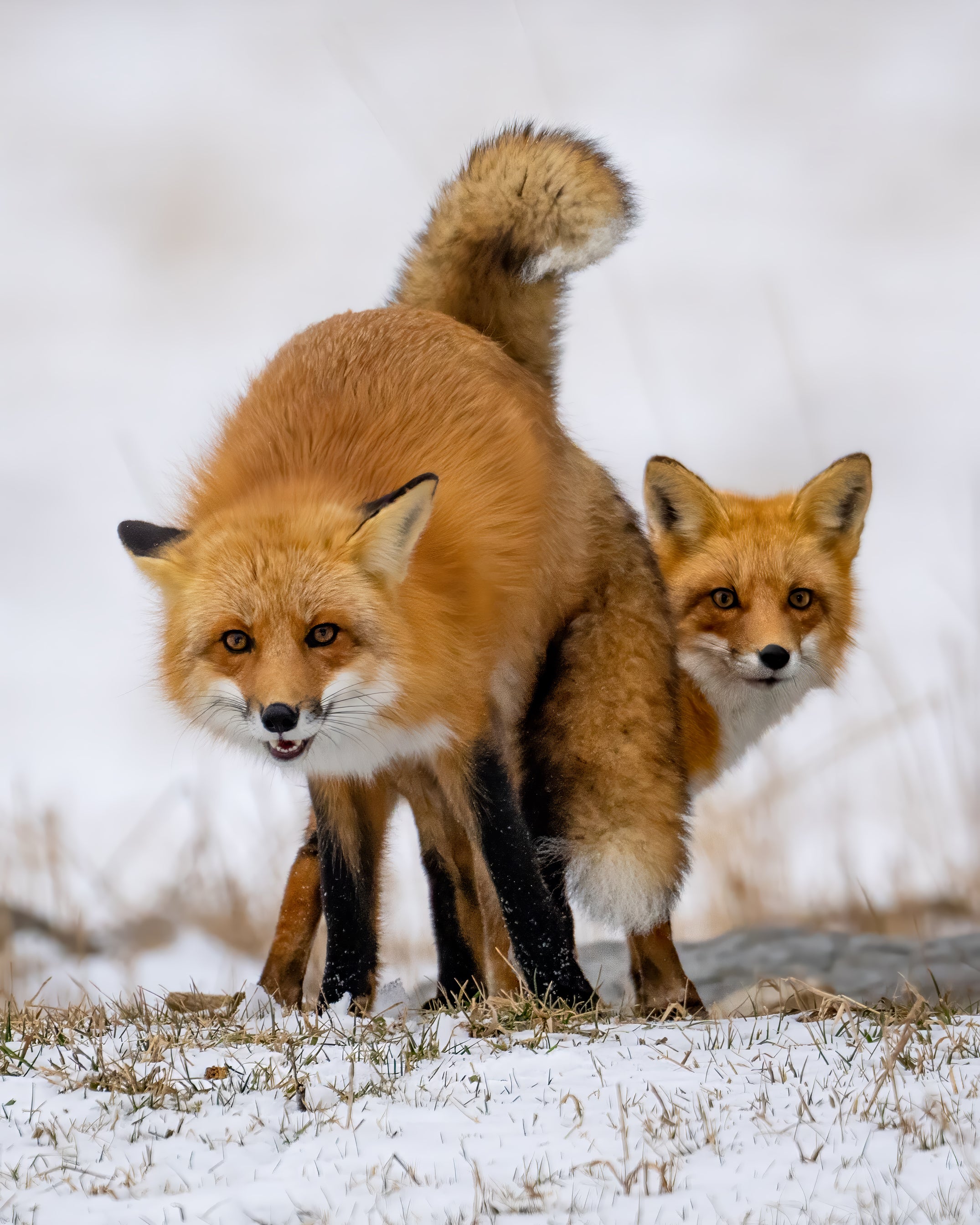 Red Foxand Kit captured in stunning detail, showcasing nature's beauty.