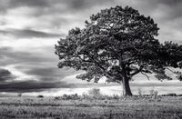 Resting Place captured in stunning detail, showcasing nature's beauty.