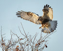 Rough-legged Hawk Landing