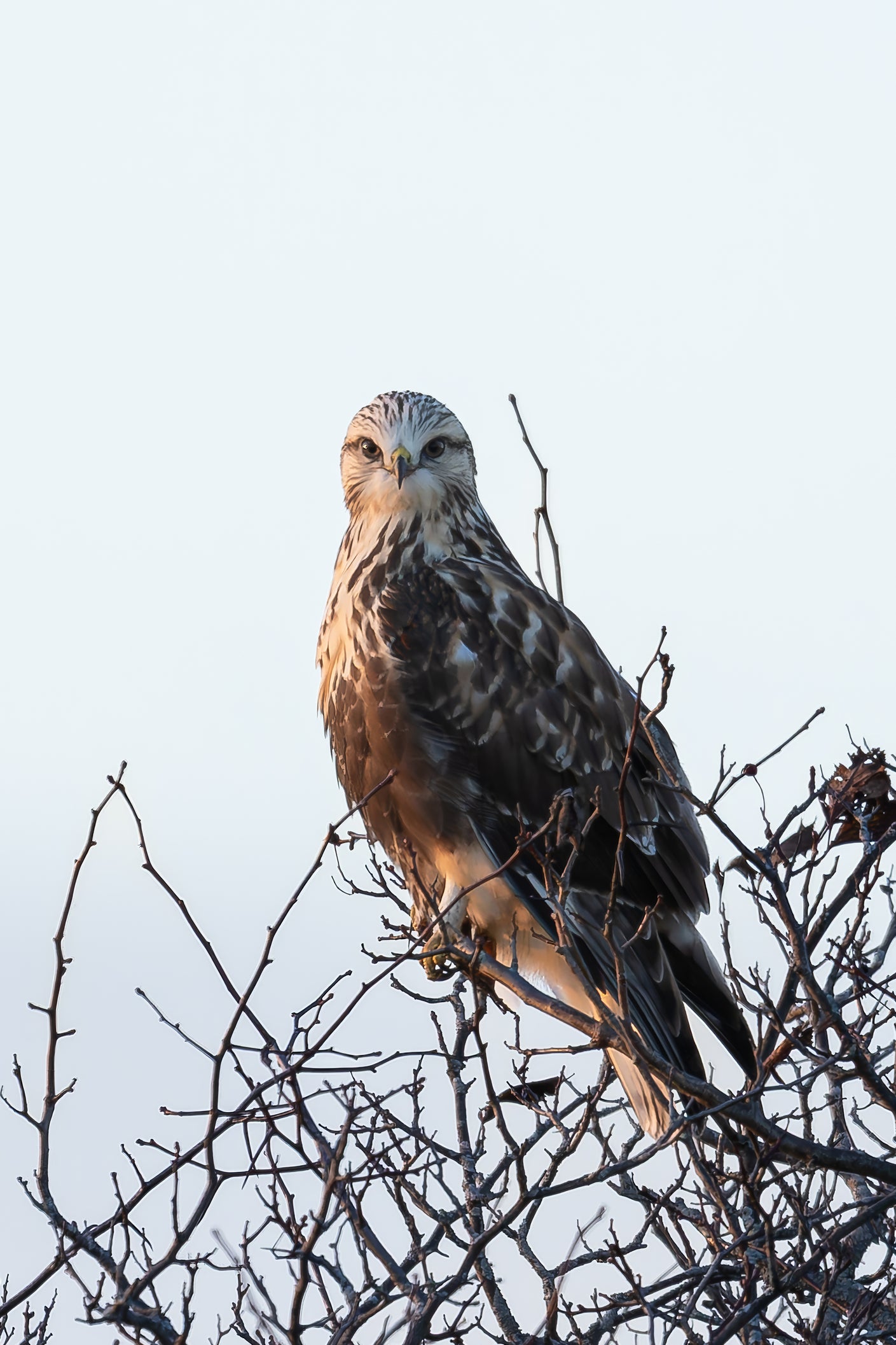 Wildlife photography: Rough-legged Hawk Portrait, highlighting authenticity and vividness.