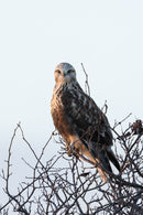 Rough-legged Hawk Portrait captured in stunning detail, showcasing nature's beauty.