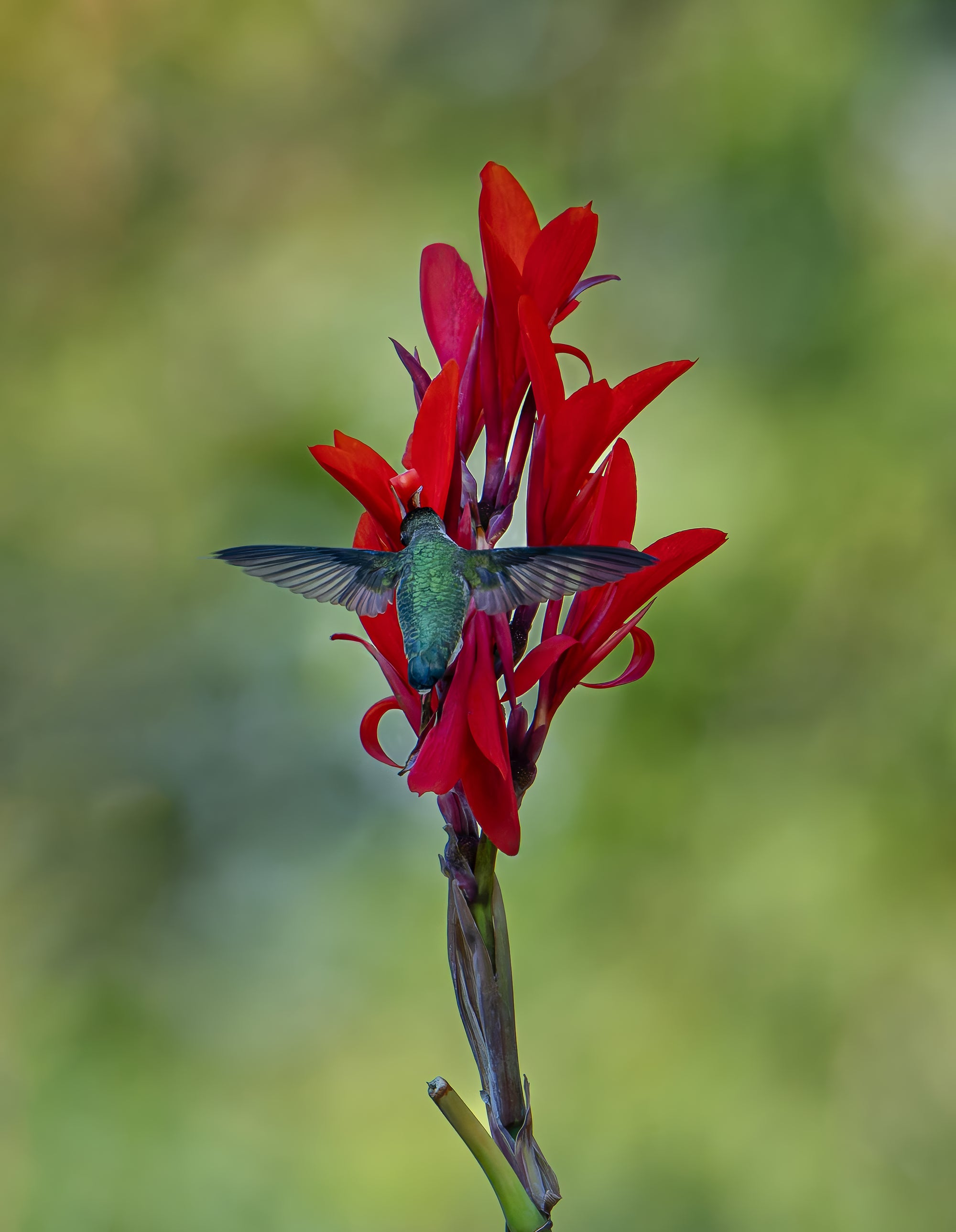 Wildlife photography: Ruby Throated Hummingbird, highlighting authenticity and vividness.