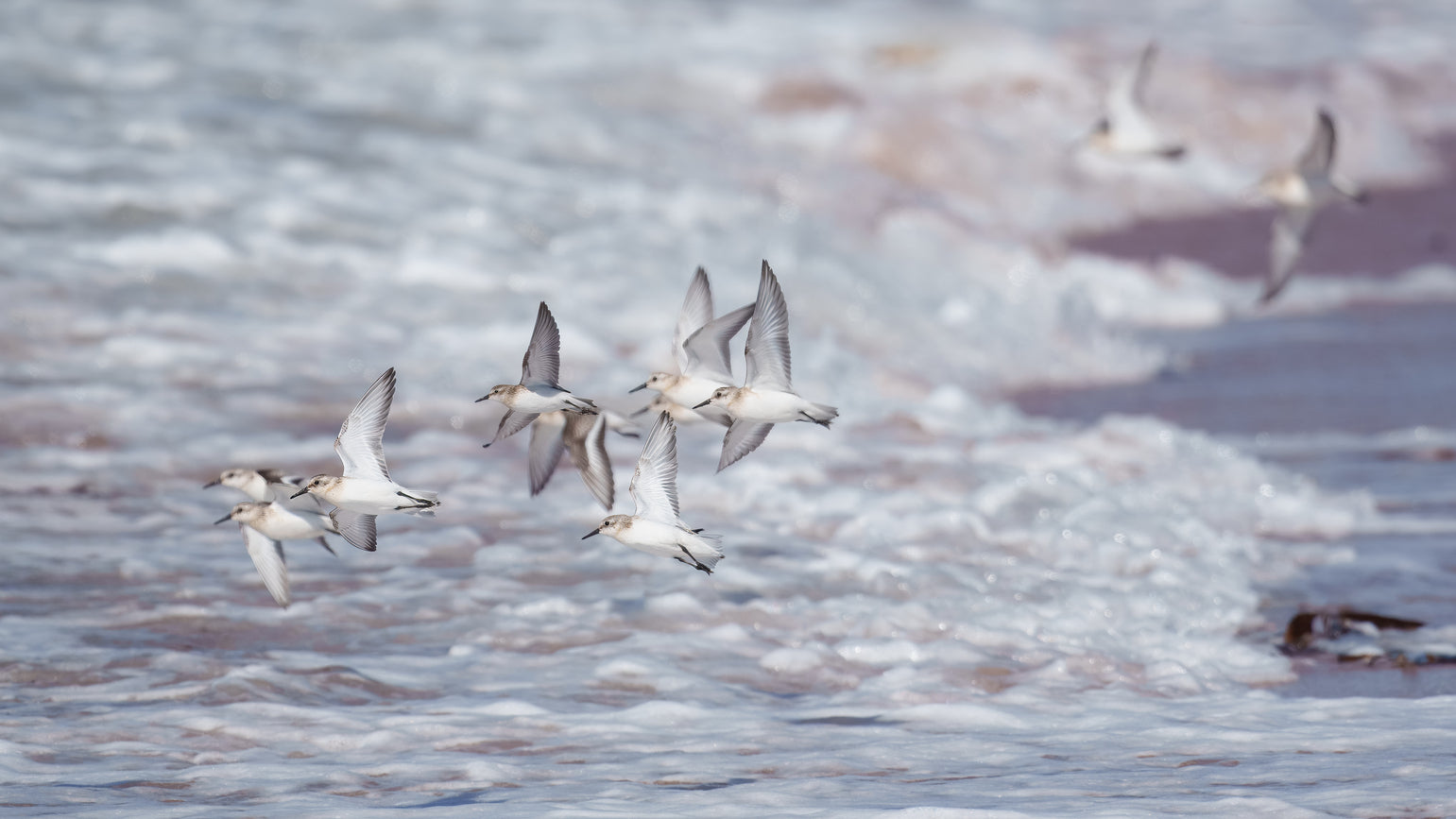 Sandpiper's captured in stunning detail, showcasing nature's beauty.