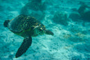 Sea Turtle