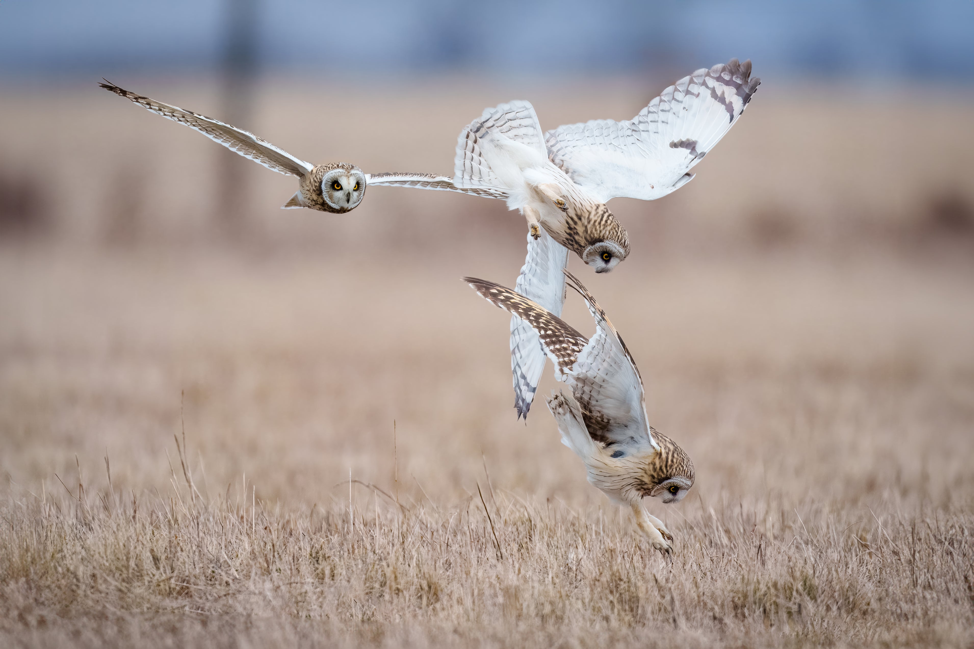 Short-earedOwlHuntingComposite.jpg