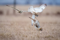 Short-eared Owl Hunting Composite