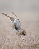 Short-eared Owl Strike captured in stunning detail, showcasing nature's beauty.