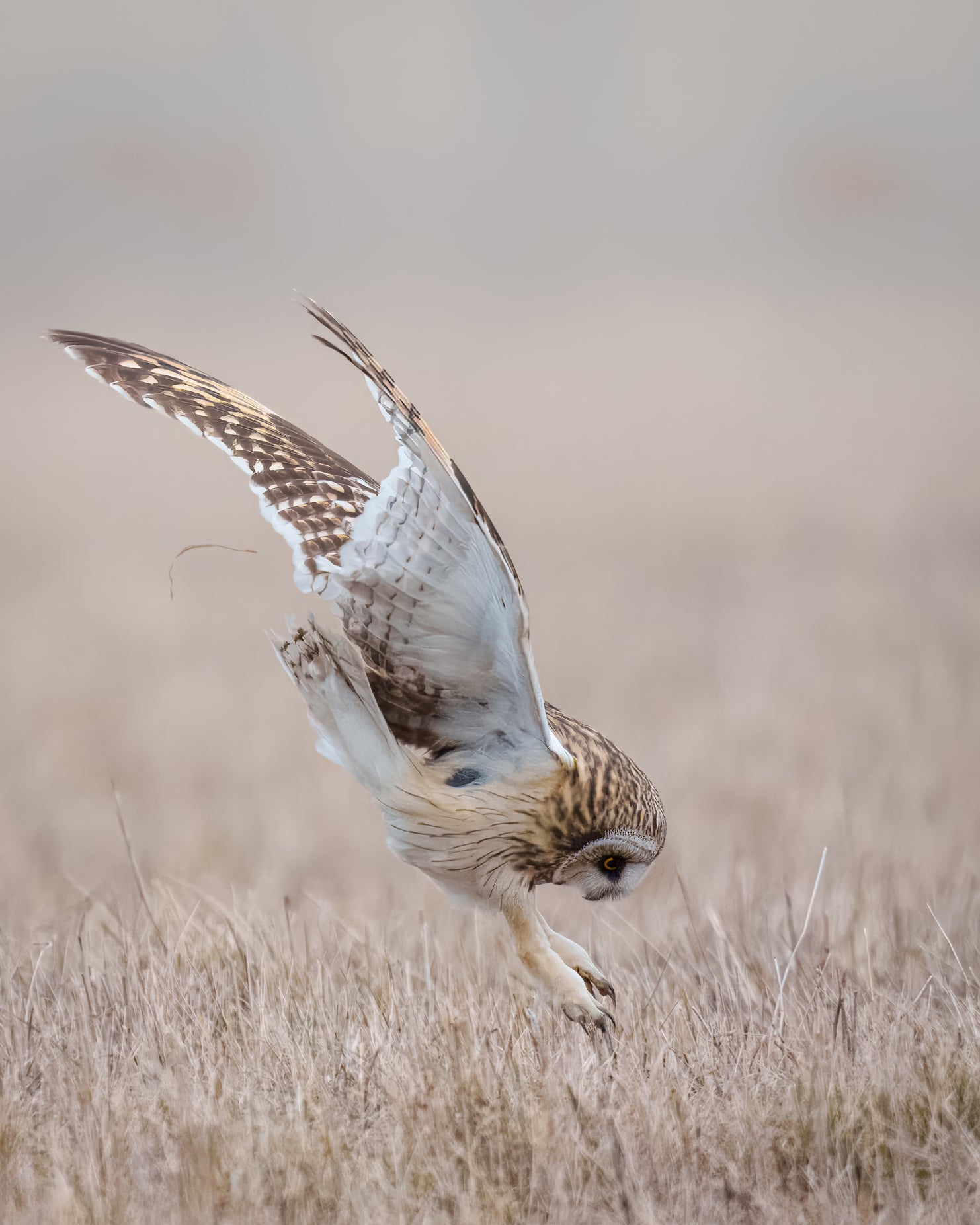 Short-eared Owl Strike