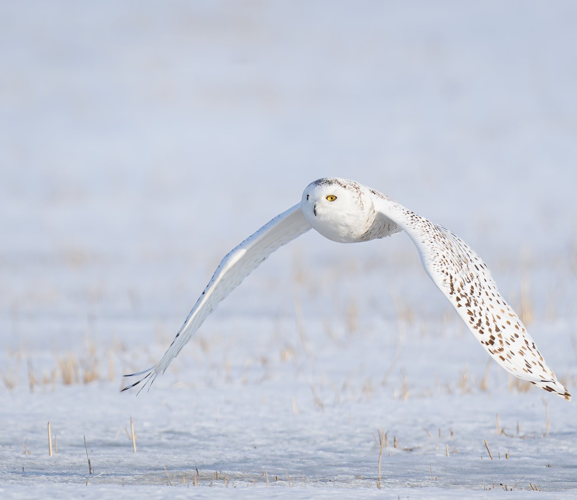 Snowy_Owl_10e8f796-222d-4efb-9fa9-8ca59ac884d5.jpg