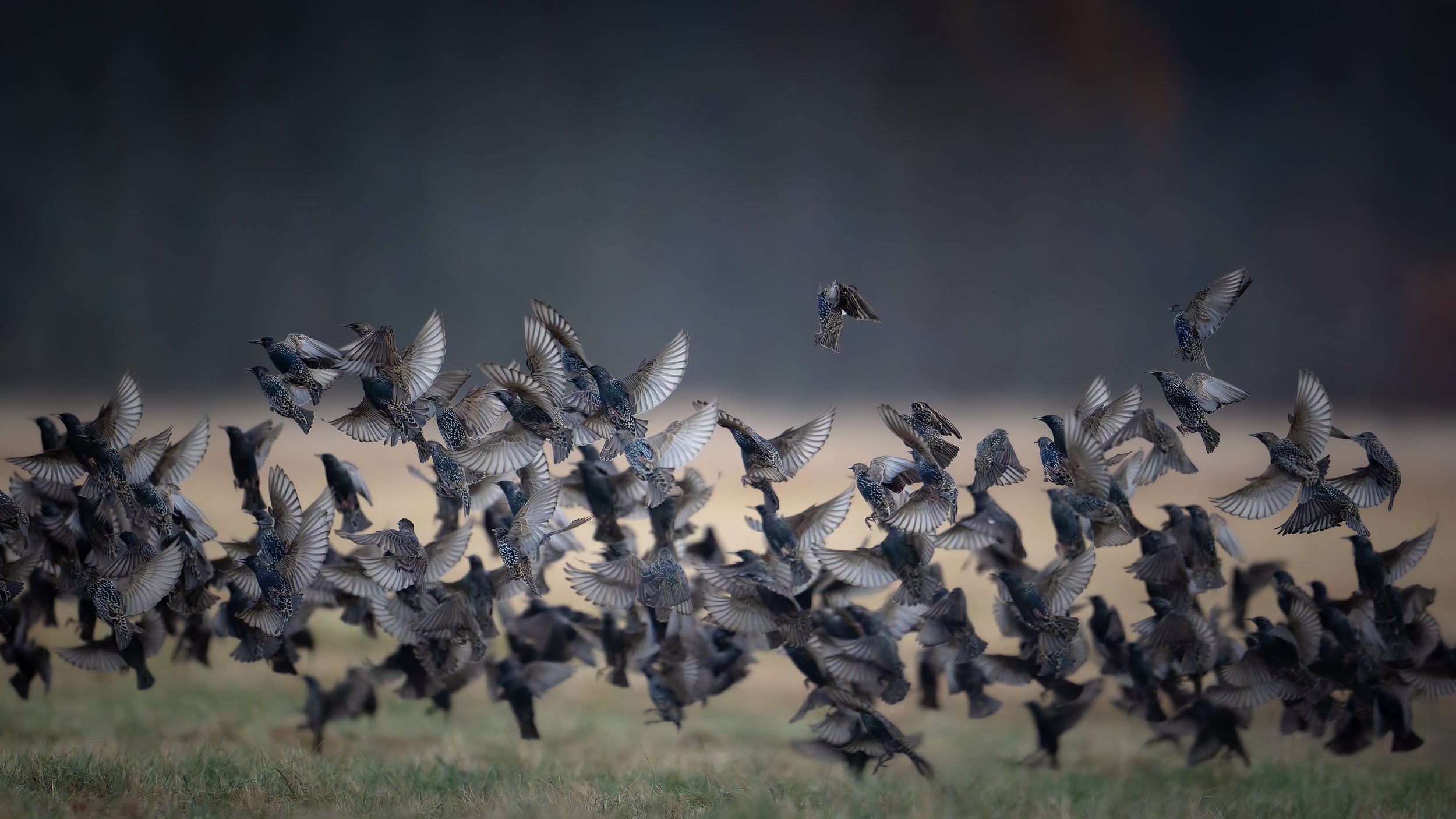 Starlings