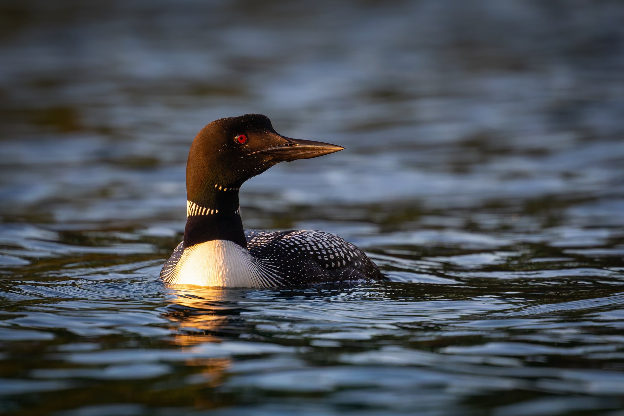 Stella Bay Common Loon captured in stunning detail, showcasing nature's beauty.