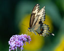 Swallowtail Butterfly