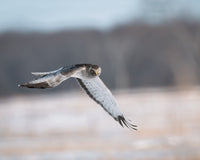 The Hunter