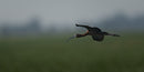 White-faced Ibis captured in stunning detail, showcasing nature's beauty.