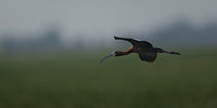 White-faced Ibis captured in stunning detail, showcasing nature's beauty.