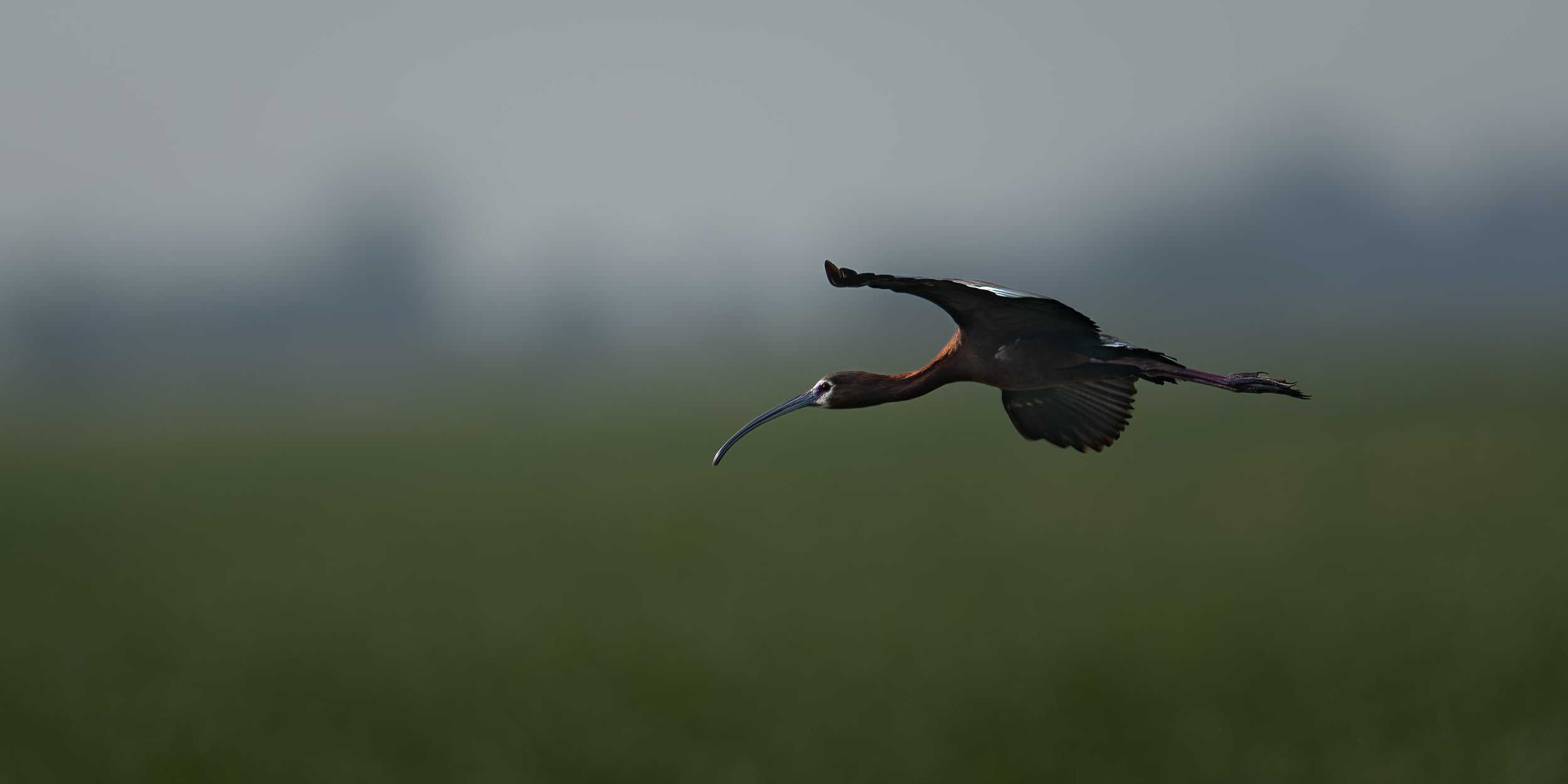 White-faced Ibis captured in stunning detail, showcasing nature's beauty.