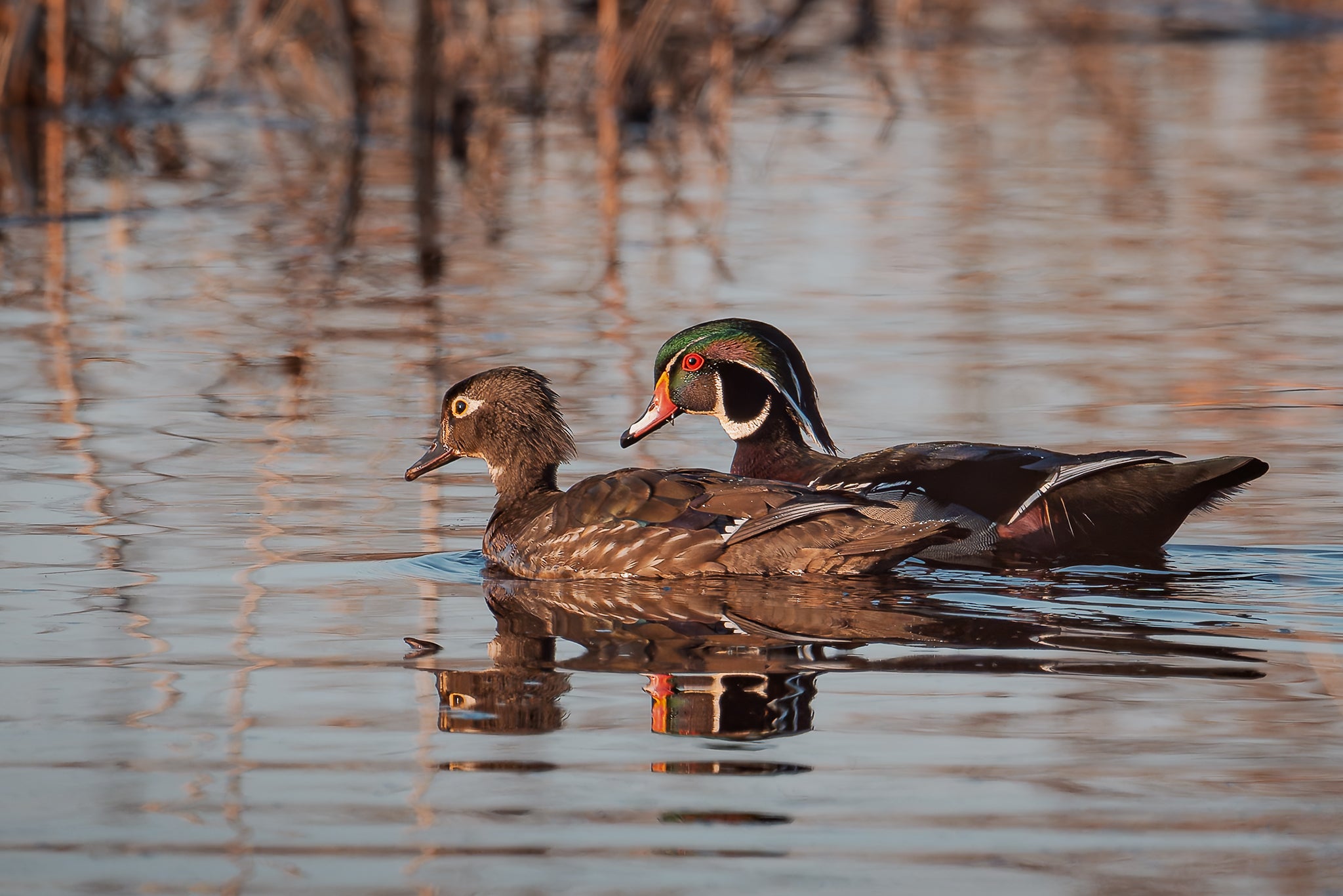 WoodDuckCouple.jpg