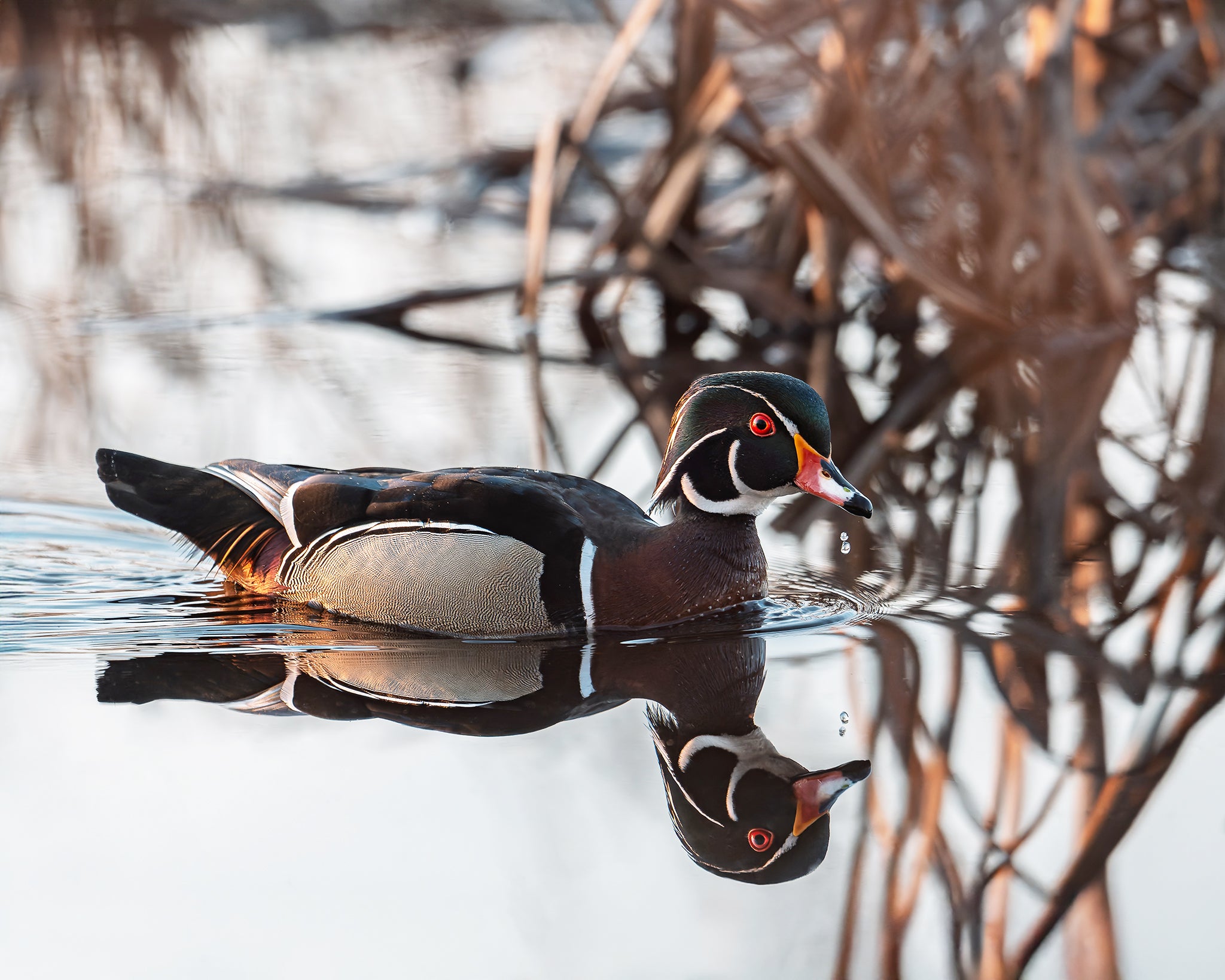 WoodDuckFoursmall_42424565-8e29-4679-b749-414695a60175.jpg