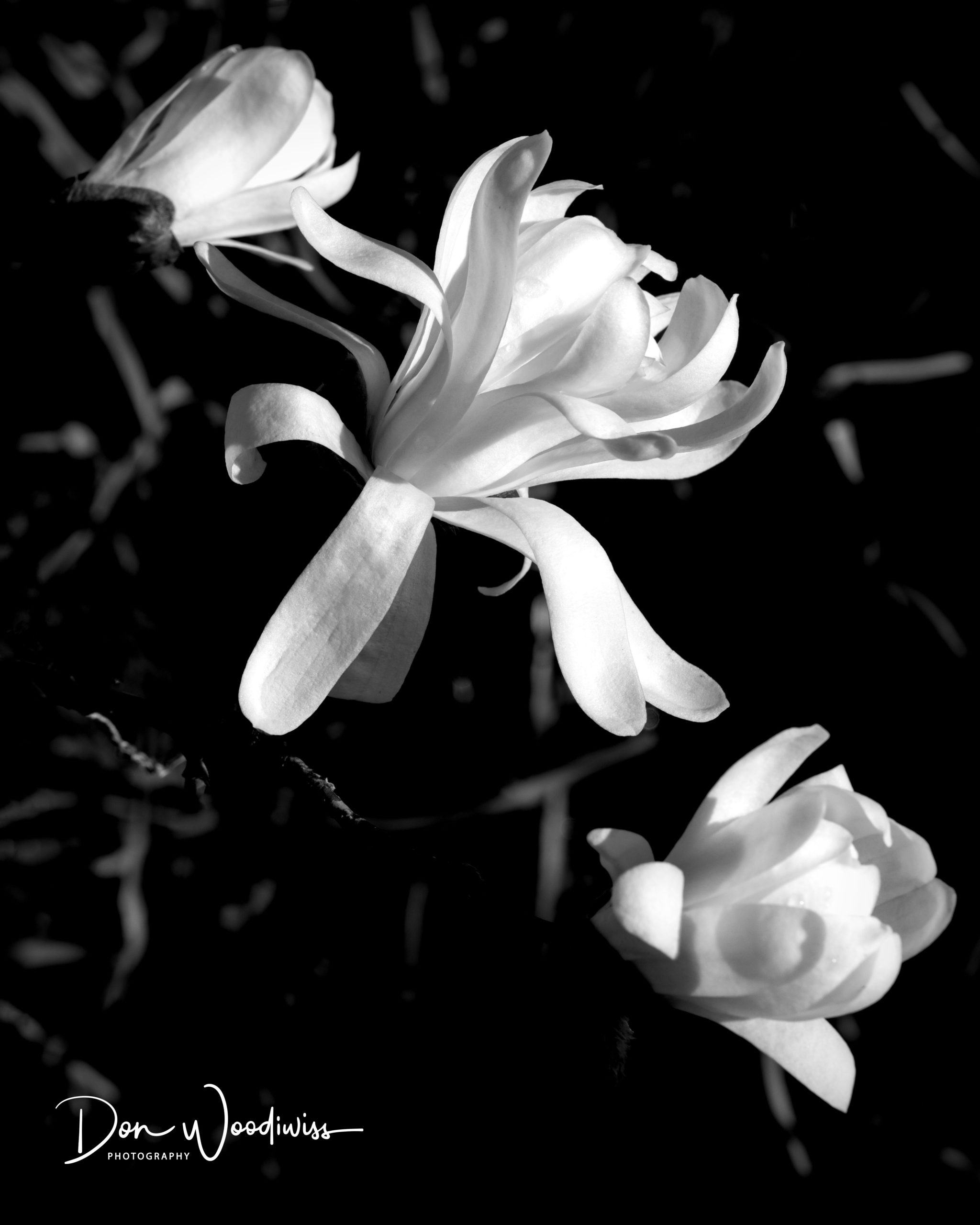 magnolia-Don Woodiwiss-Woodiwiss Photography