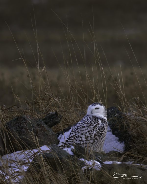 Don Woodiwiss-Amherst Island-Snowy Owl