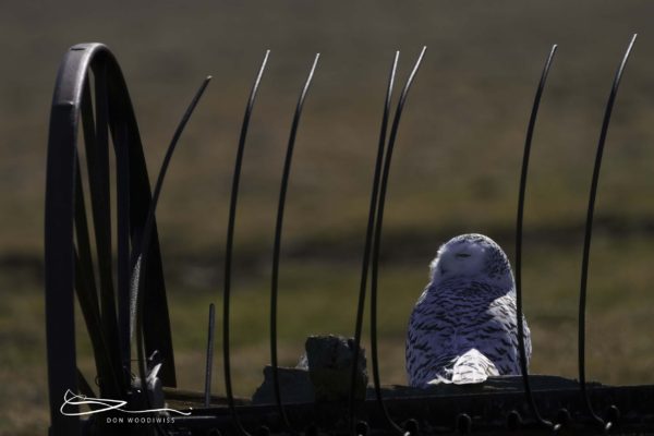 Don Woodiwiss-Amherst Island-Snowy Owl