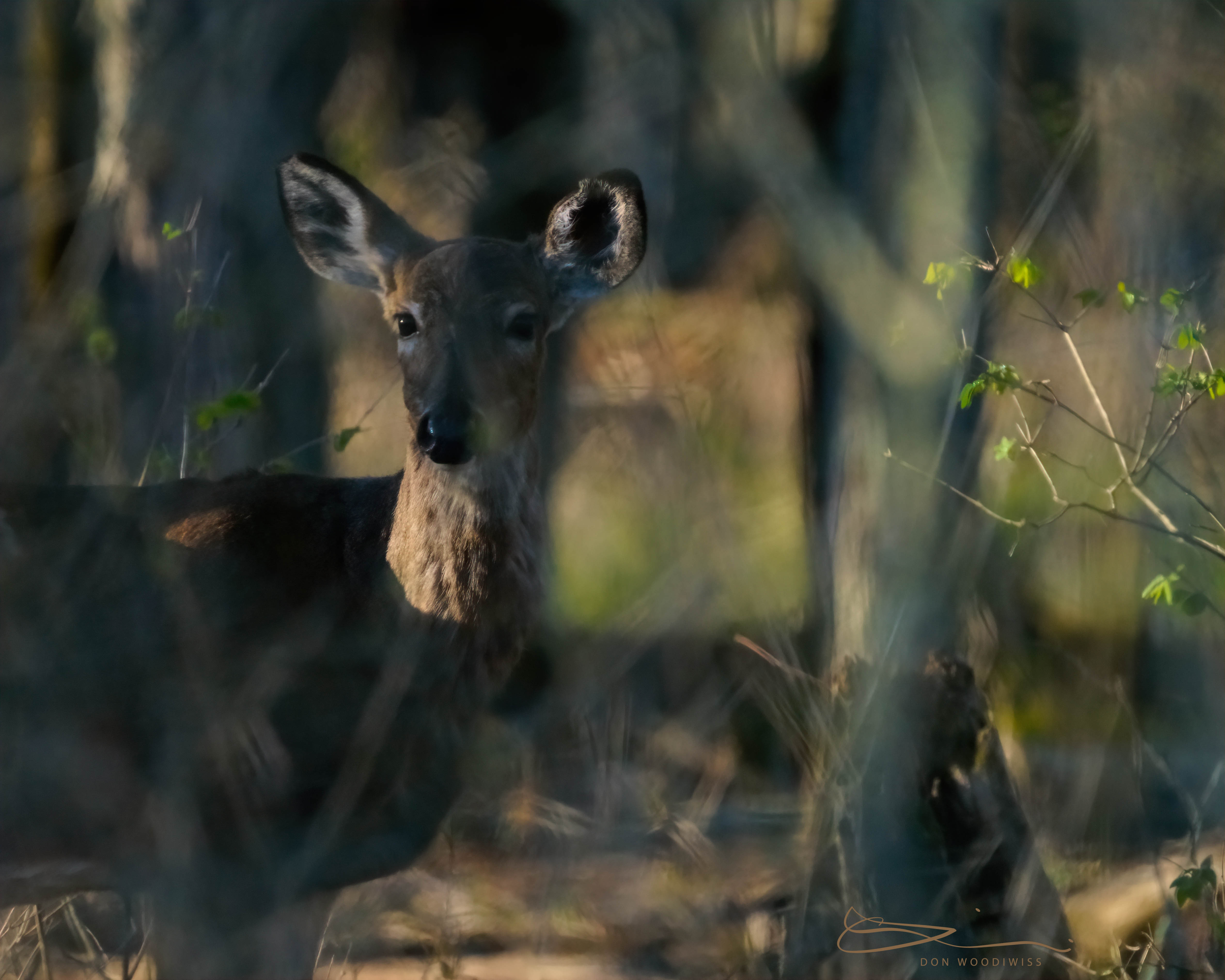 Don Woodiwiss-Amherst Island-Woodiwiss Photography-Doe-Deer