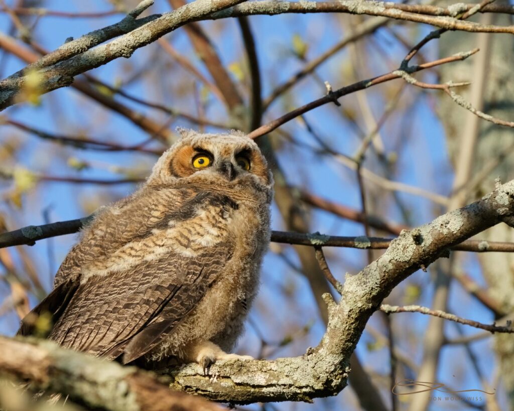 Don Woodiwiss-Great Horned Owlet-Woodiwiss Photography-Amherst Island