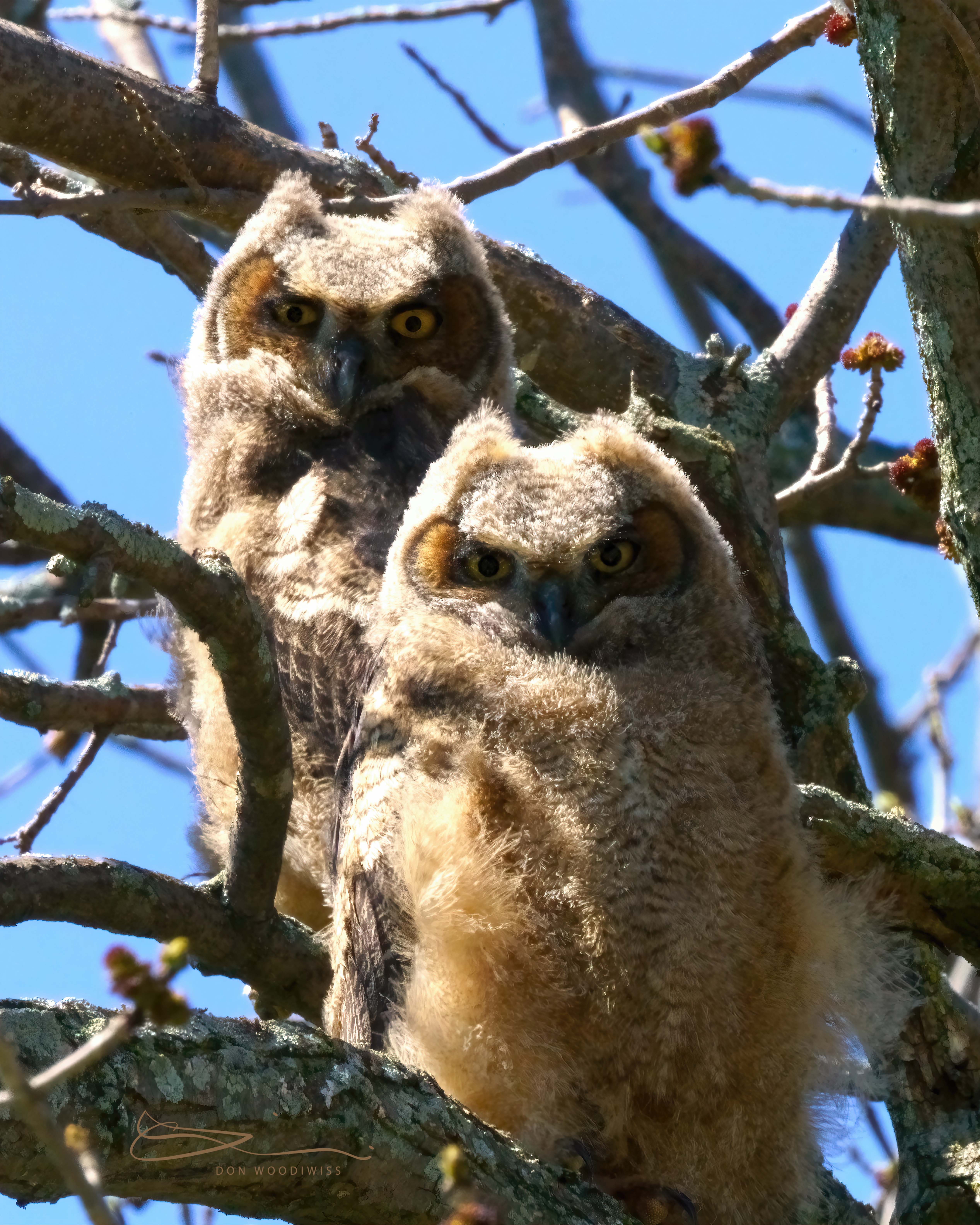 Great Horned Owlets-Don Woodiwiss-Woodiwiss Photography-Amherst Island