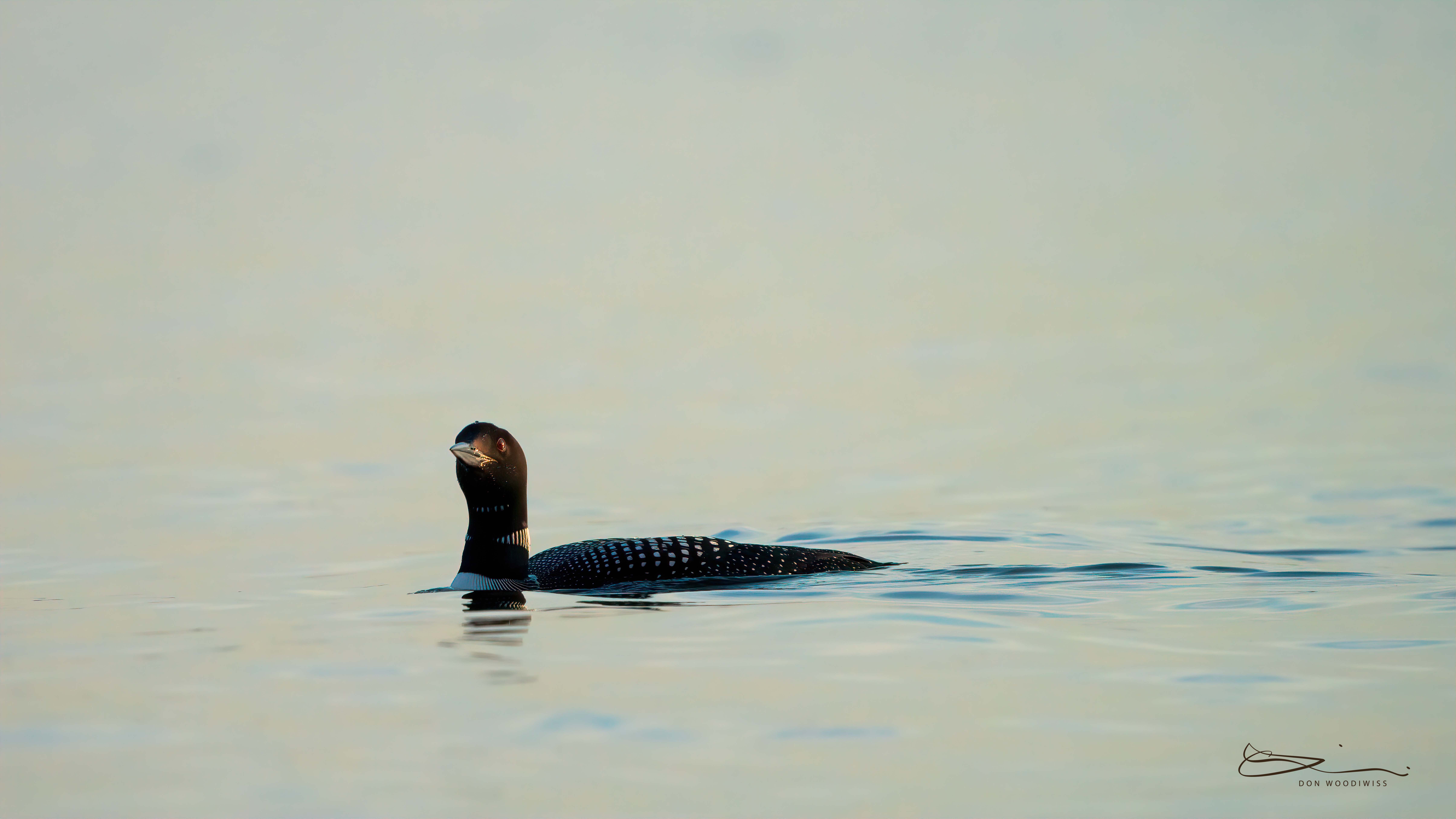 Woodiwiss Photography-Don Woodiwiss-Amherst Island-Loon