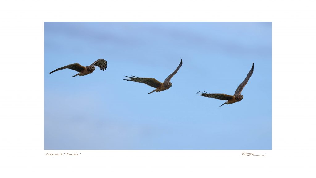 woodiwiss photography-Don Woodiwiss-Harrier Hawk