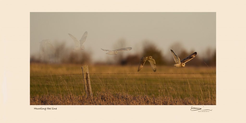 Don Woodiwiss-Amherst Island-Woodiwiss Photography-Short eared Owl flight sequence