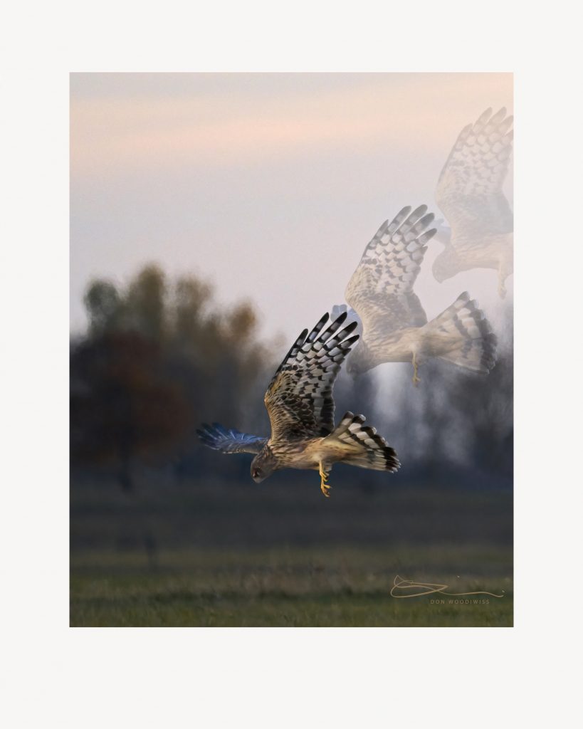 Harrier Hawk-Don Woodiwiss-woodiwiss photography