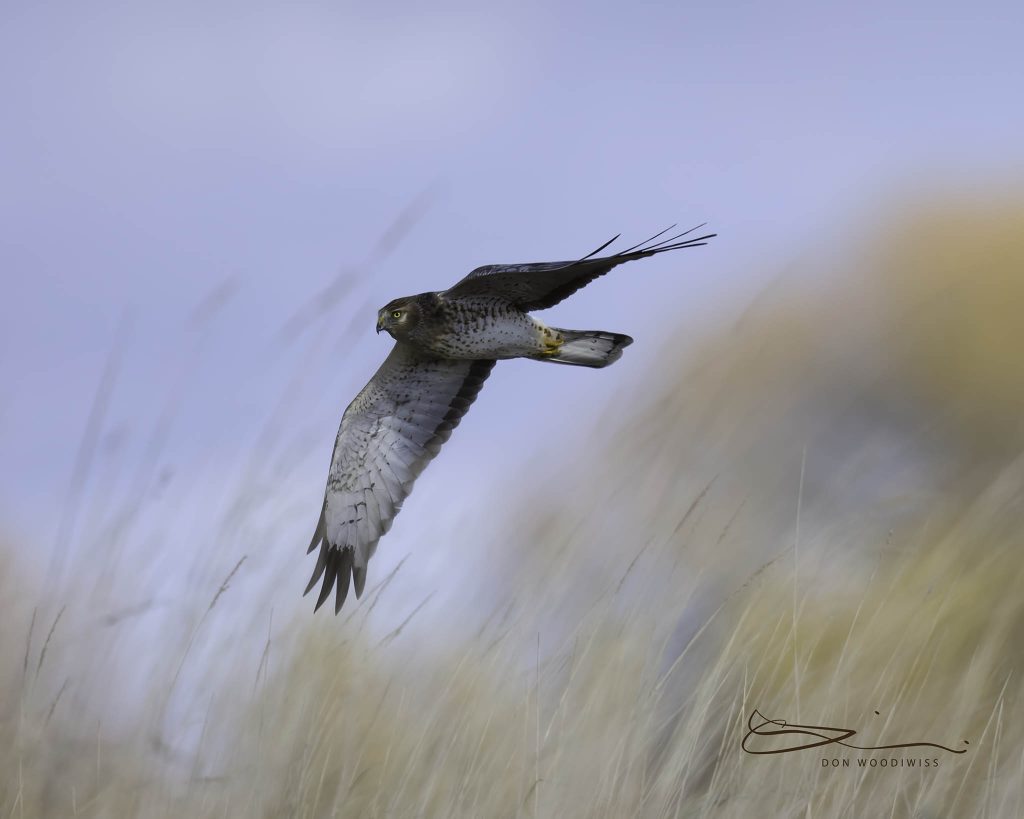 woodiwiss photography, Don Woodiwiss, harrier in flight