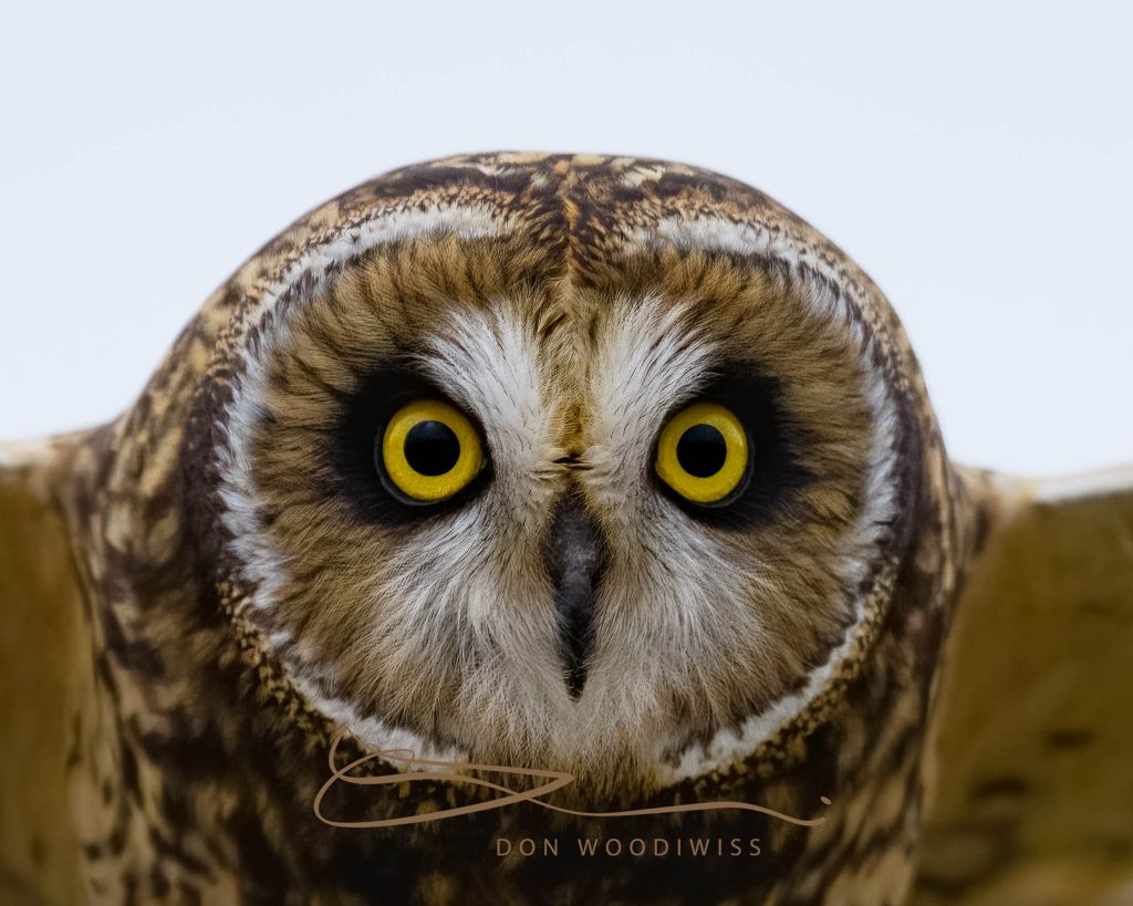 short ear owl, owl closeup, Woodiwiss Photography, Don Woodiwiss, Amherst Island