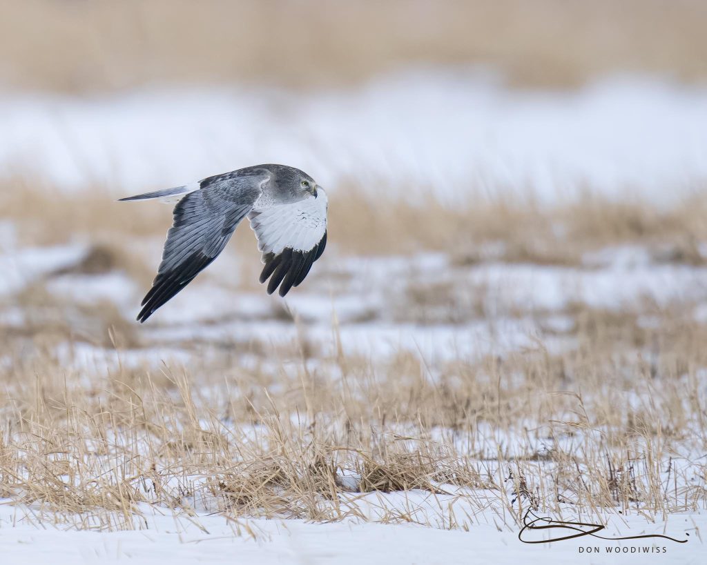 Grey Ghost, Male Harrier Hawk, Don Woodiwiss, Woodiwiss Photography