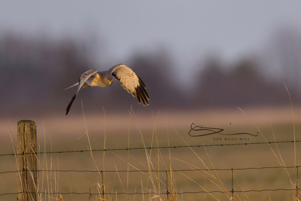 grey ghost hunting, male harrier hawk,Don Woodiwiss,Woodiwiss Photography