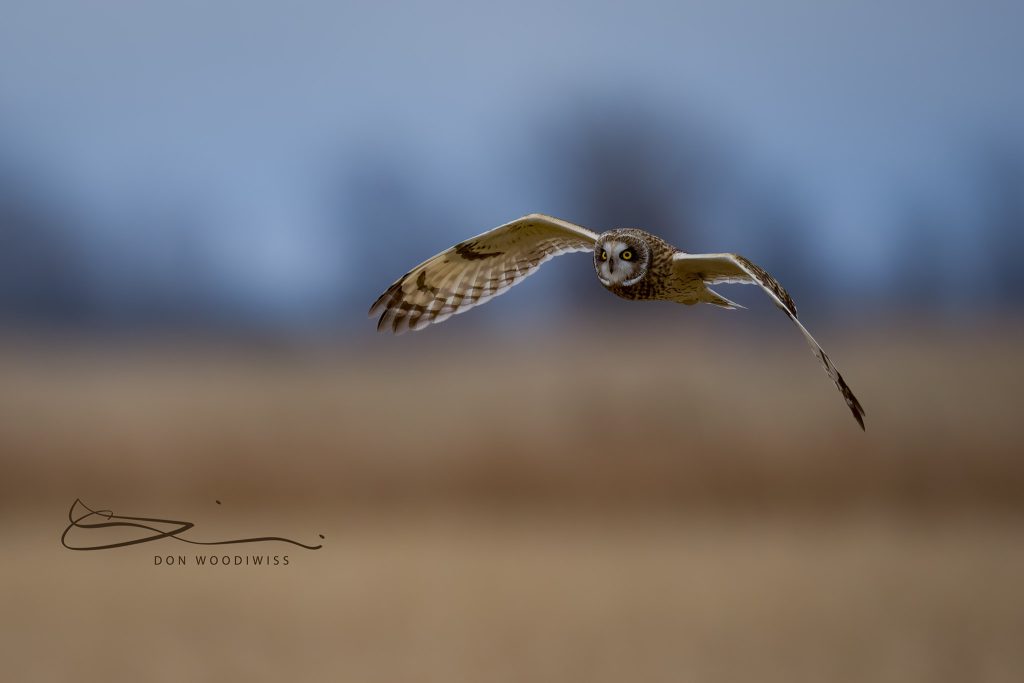 short eared owl in flight, don woodiwiss,woodiwiss photography,Amherst Island