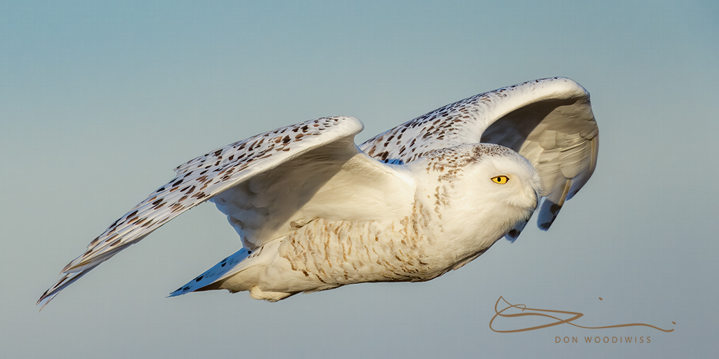Bubo scandiacus, Woodiwiss Photography, Don Woodiwiss, Snowy Owl, Snowy Owl in flight,