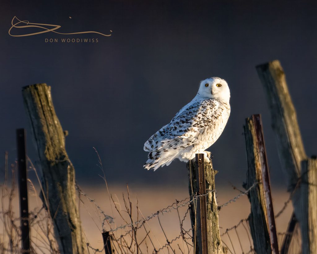Woodiwiss Photography, Don Woodiwiss, Amherst Island, Snowy Owl, female Snowy Owl